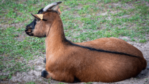 Oberhasli goats are the quietest goat breed (1)