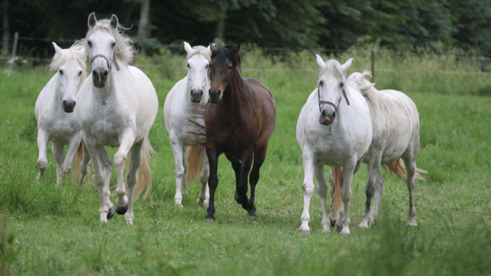 Overweight horses are higher risk for insulin resistance (1)