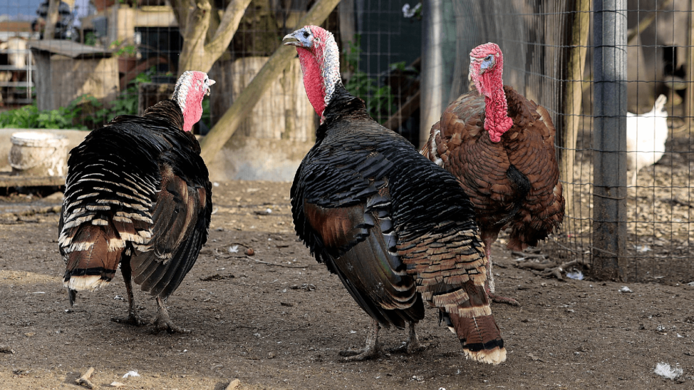 Raising turkeys Key information (1)
