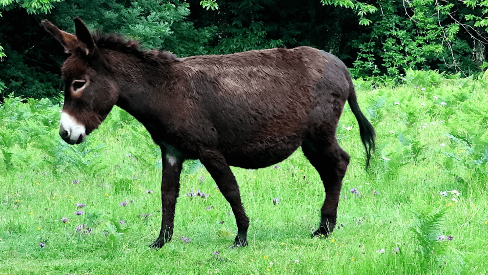 Rotate donkeys through pastures to reduce lungworm (1)