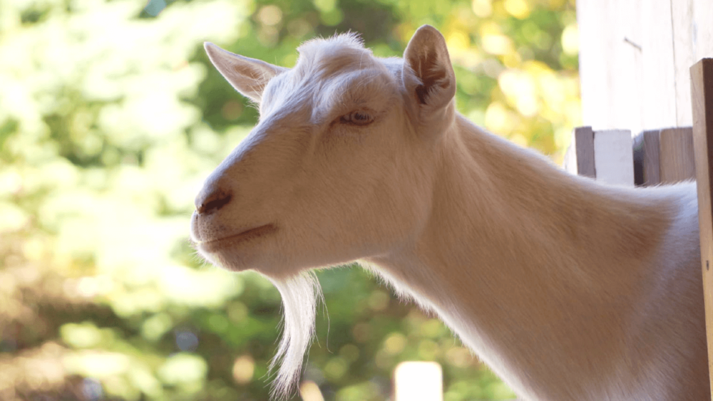 Saanan goats are a quiet goat breed (1)