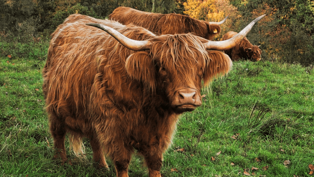Specialty breeds like the longhorn cattle are worth more (1)
