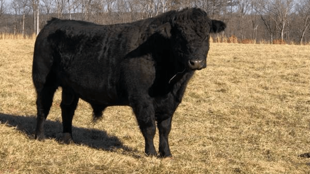 Steers grow to 1800 lbs and worth 155 cwt (1)