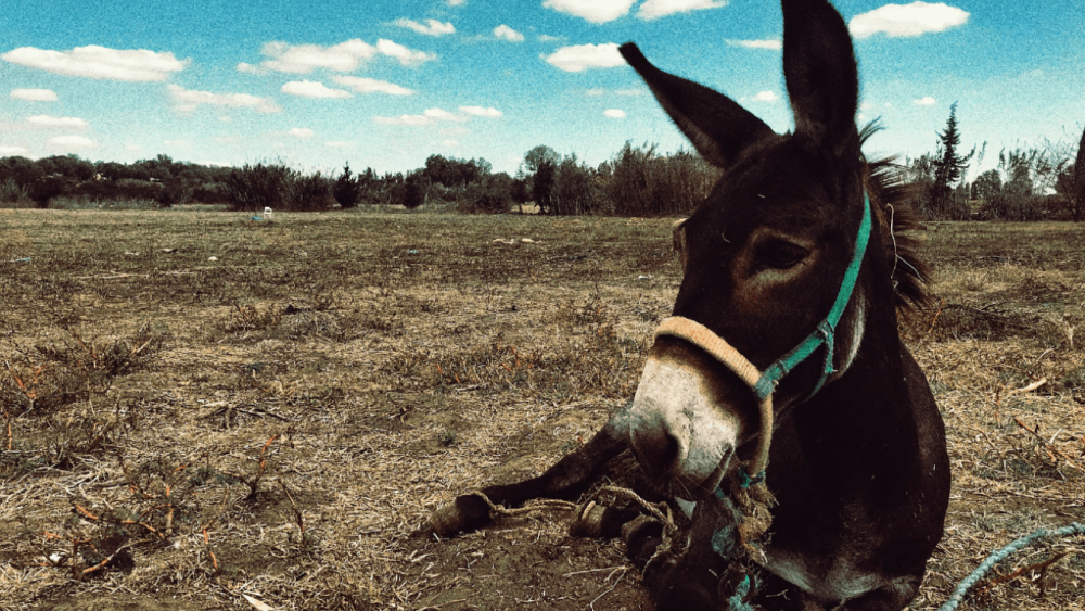 Strong donkey breeds can carry up to 300 lbs (1)