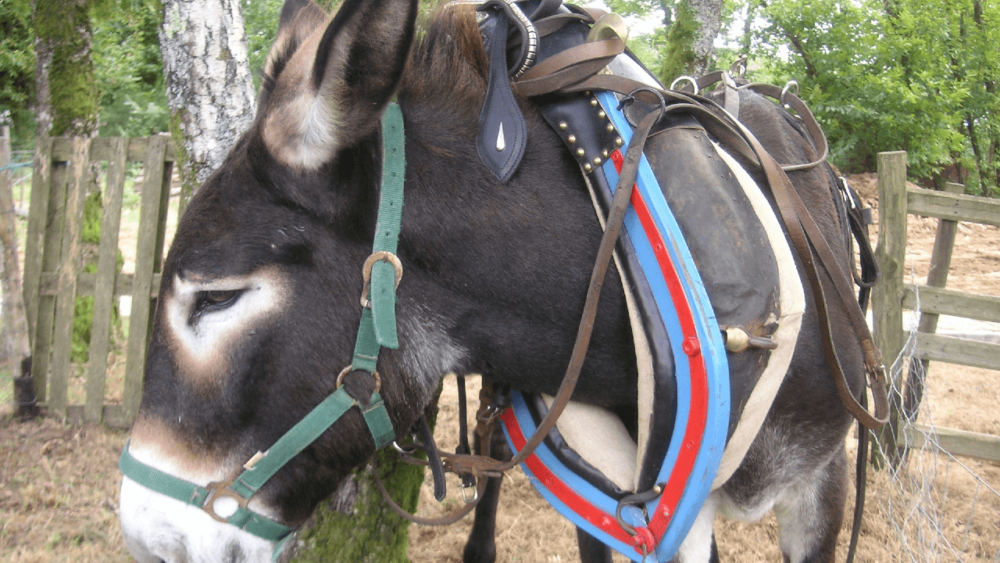 The right donkey breed provides smooth and sure rides (1)