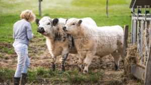 The-right-questions-are-key-to-the-right-family-cow-1