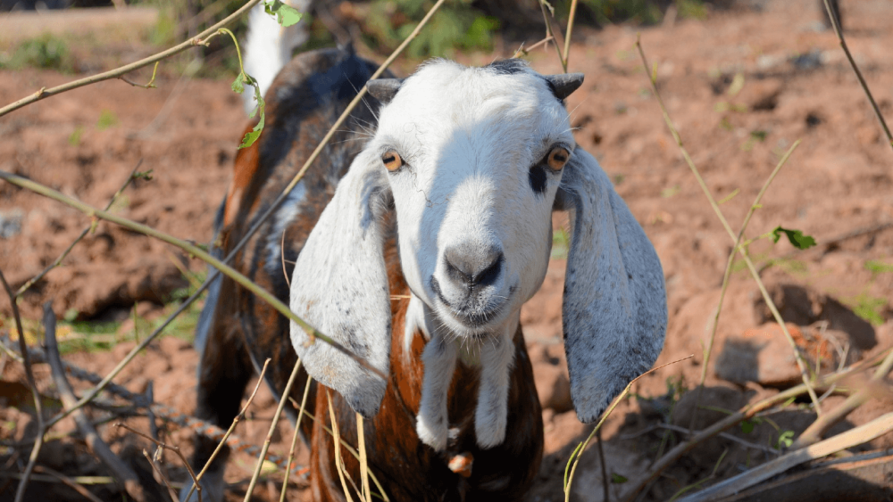 Tips to quieter goats (1)