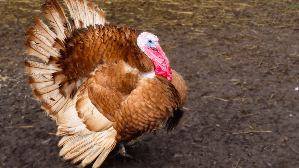 Turkeys need more space than chickens and other birds (1)
