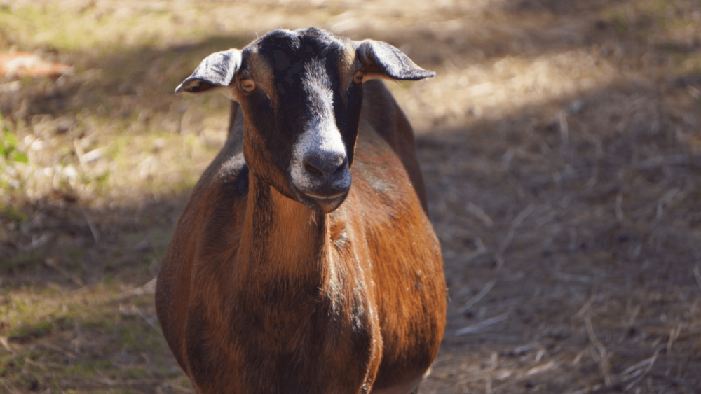 Wethers can be noisy during breeding season (1)