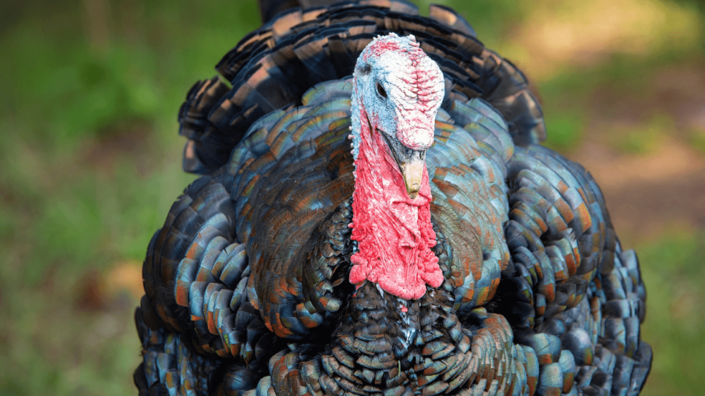 You help preserve rare turkey breeds (1)