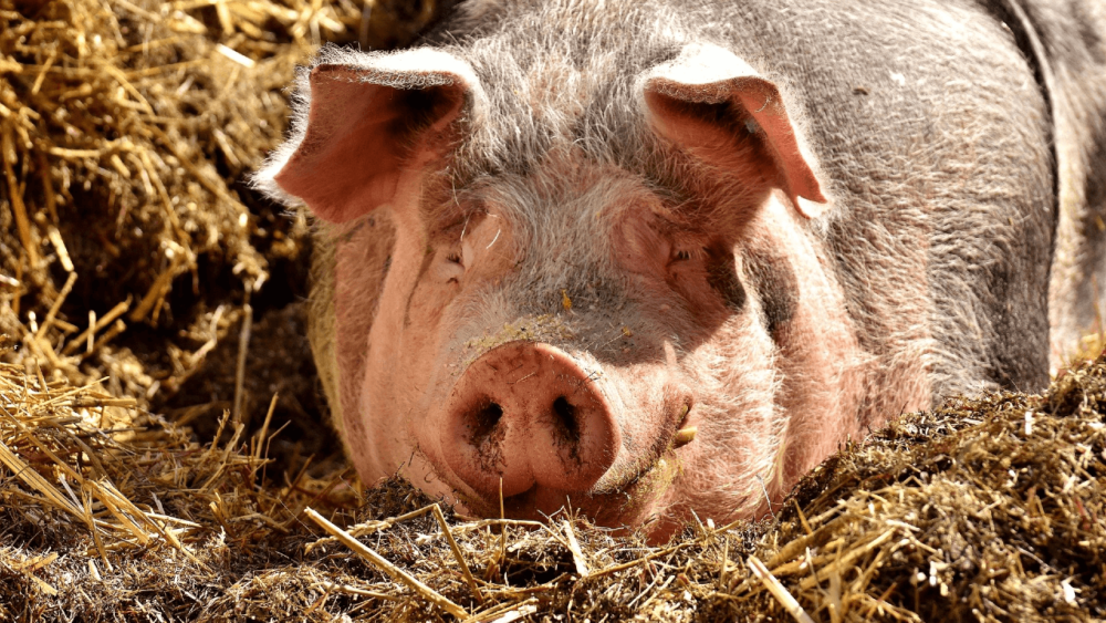 fleas cause hairloss in pigs (1)