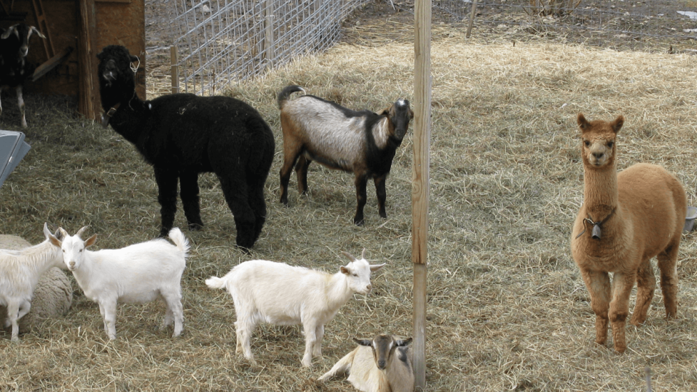 Alpaca Duo guards goats against small predators (1)