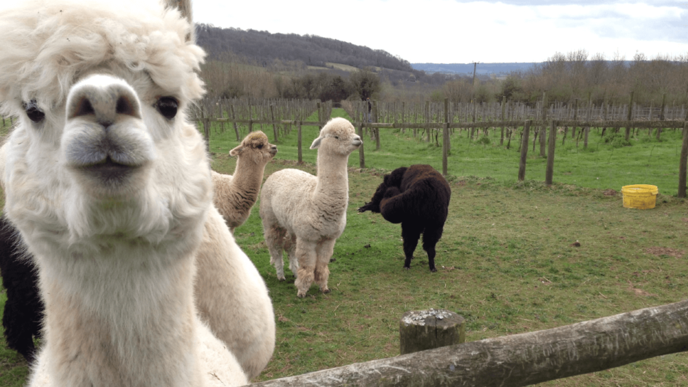 Alpacas guard best with other alpacas (1)