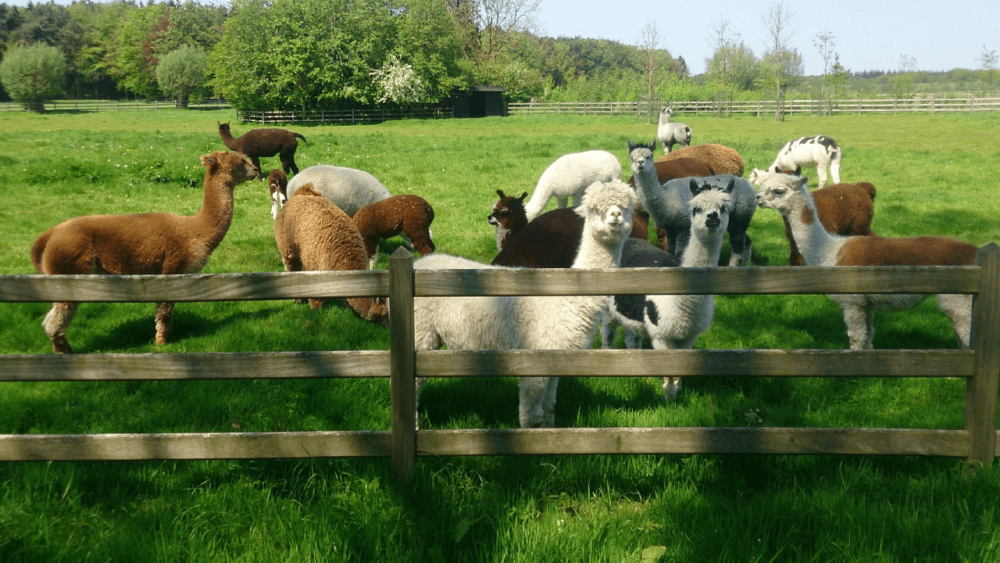 are herd dogs used for alpacas