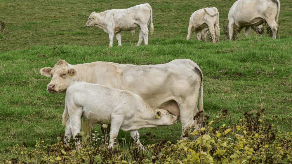 Beef cows can get mastitis during the drying off period (1)