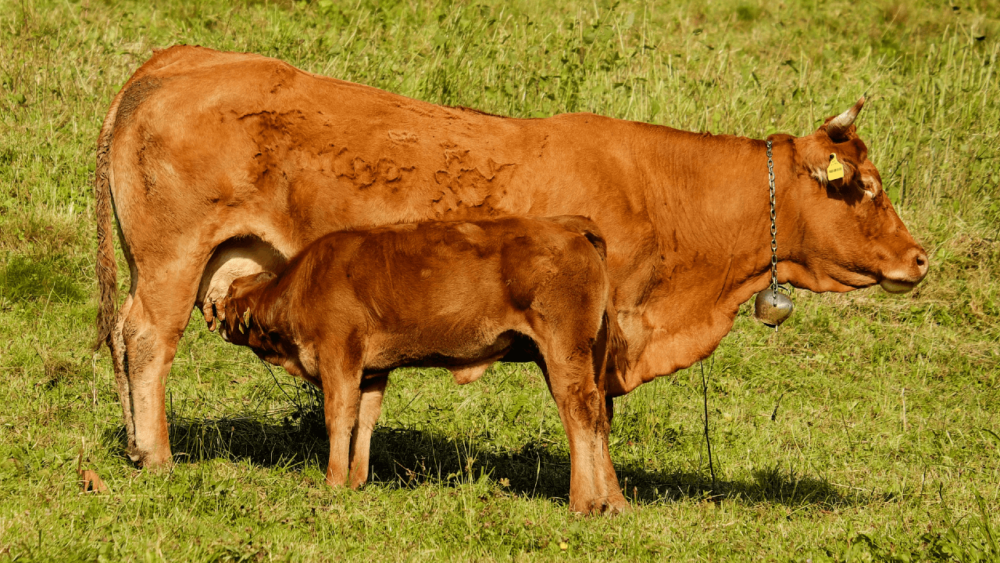 Beef cows produce more milk than in the past increasing risk for mastitis (1)