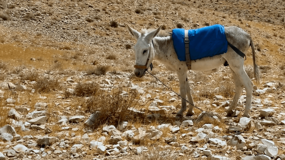 Donkeys are suited for sparce foraging (1)
