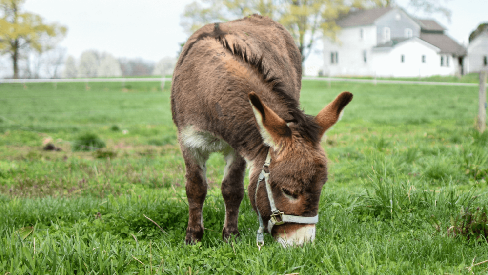 Donkeys bite when annoyed or rushed (1)