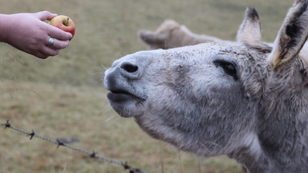 Donkeys can eat apples as a treat (1)