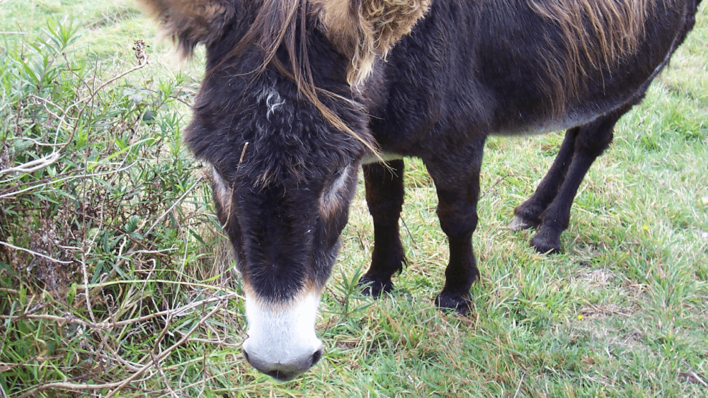 Donkeys should eat pasture grass, not alfalfa (1)