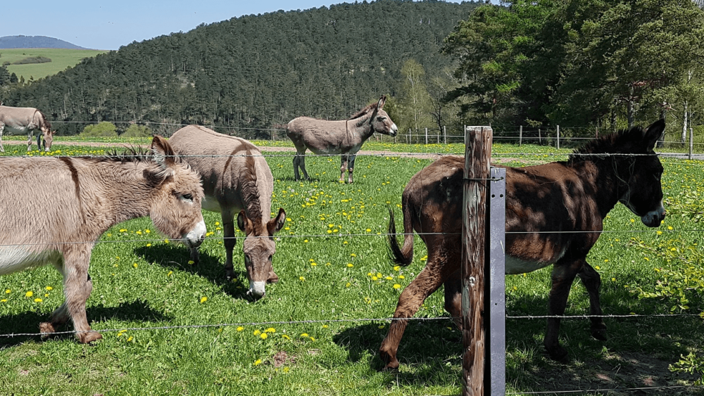 Donkeys should forage all day (1)