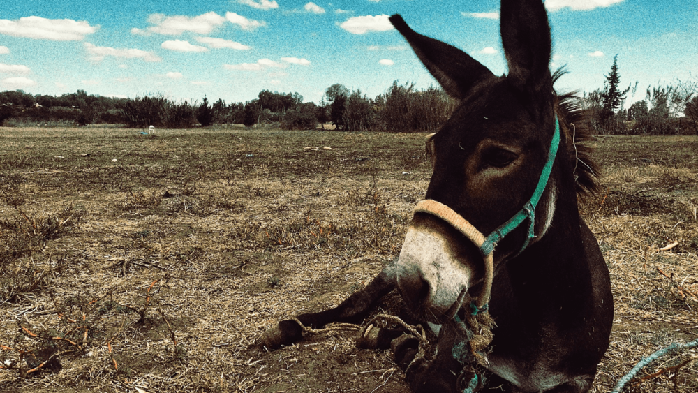 Donkeys should have low-calorie straw instead of hay (1)