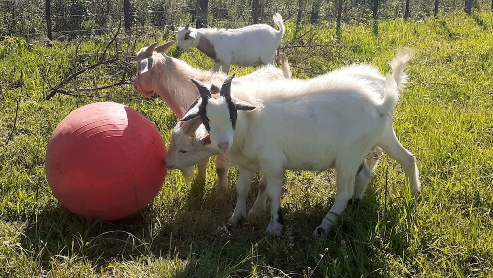Exercise Balls can Stimulate Your Goats' Curiosity