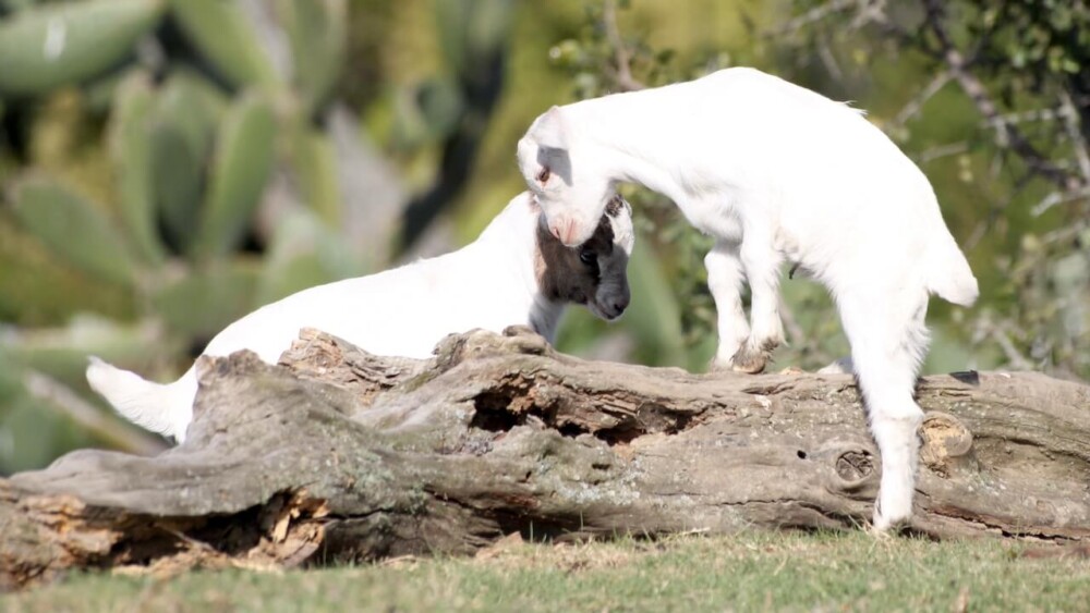 Logs make Great Climbing Toys for Goats