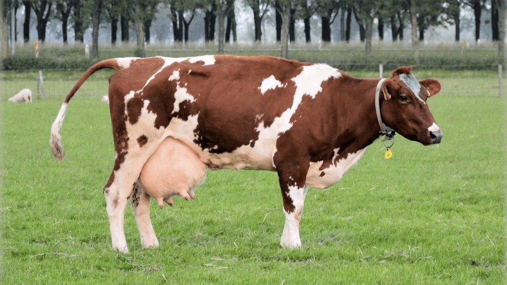 Mastitis can permanently damage udders in beef cows (1)