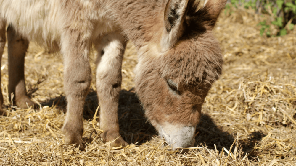 Straw is best for donkeys (1)