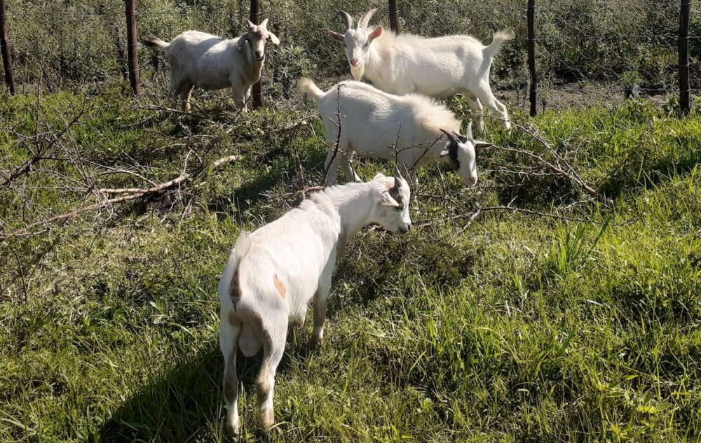 Toys Can Prevent Aggressive Behavior in Male Goats