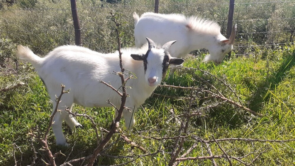 Tree Branches Provide Food and Mental Stimulation