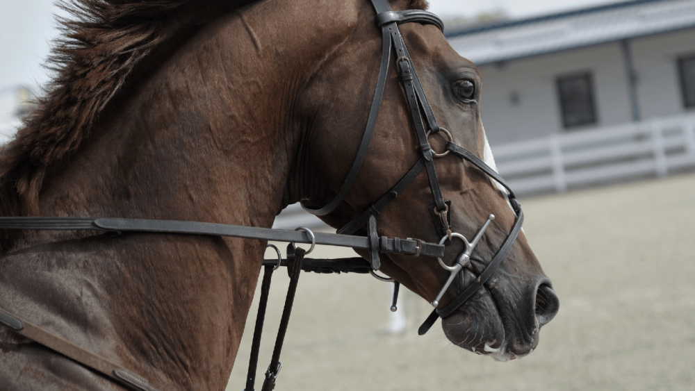 horse drool can signal health problems (1)