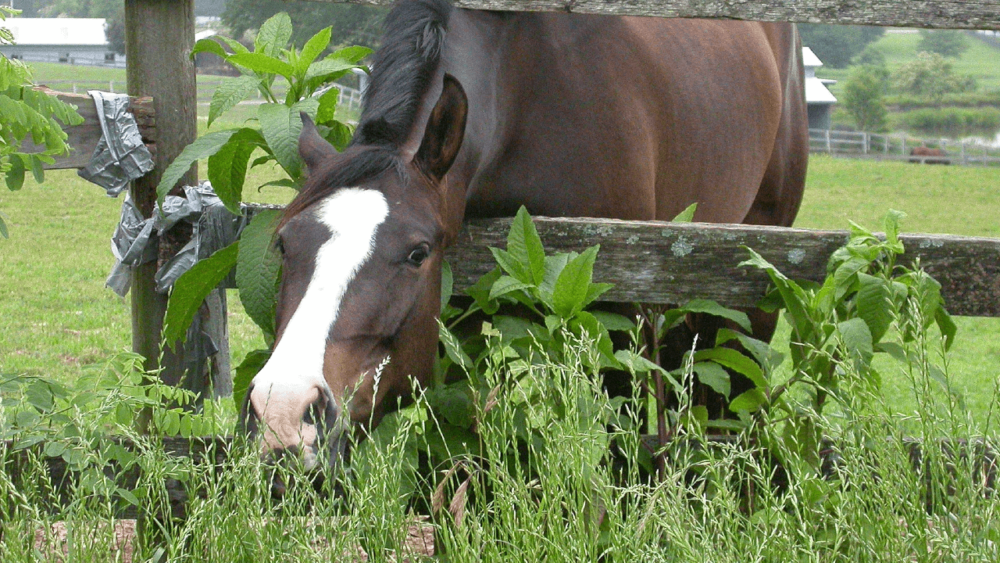 poison can cause slobbering if horses get into wrong food (1)