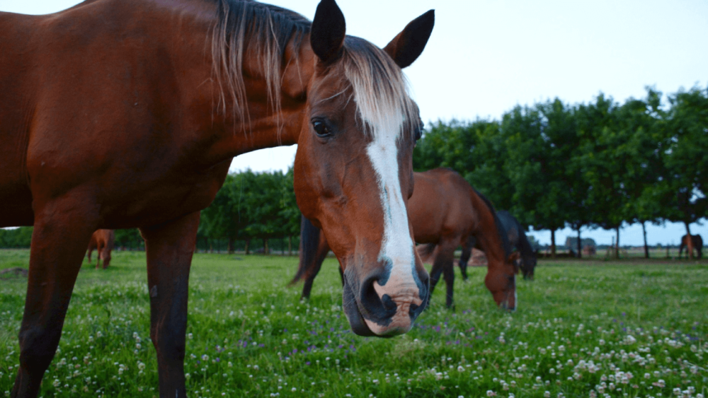 red clover can cause horse drool (1)