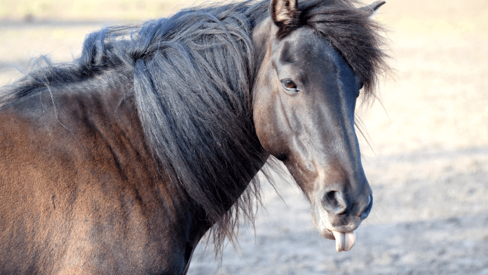 some neurological issues can cause horse slobber (1)