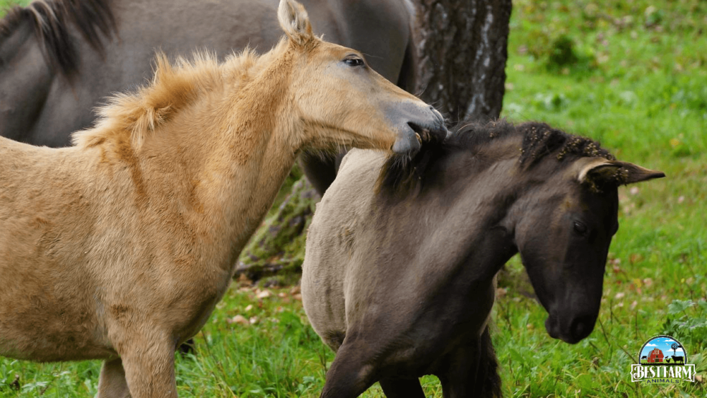 Bonded horses groom each other the most (1)