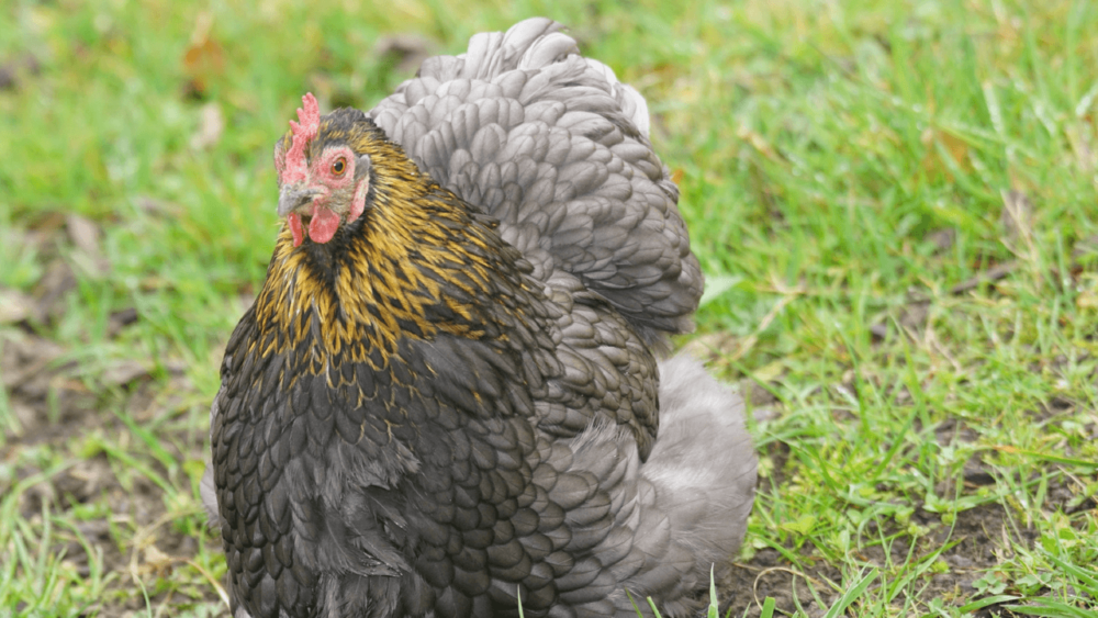 Chickens have three main causes of death (1)