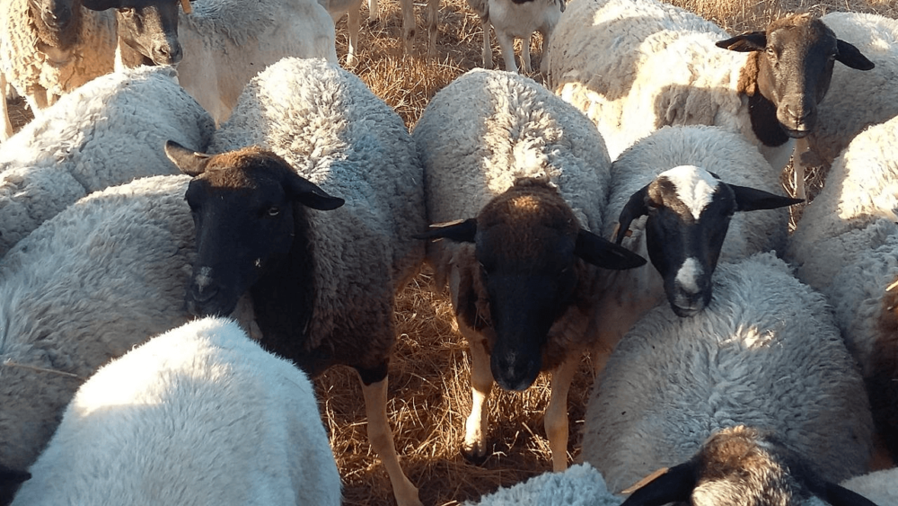 Dorper Sheep win taste contests (1)