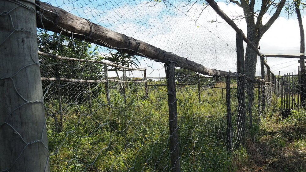 Free ranging pigs need robust fences