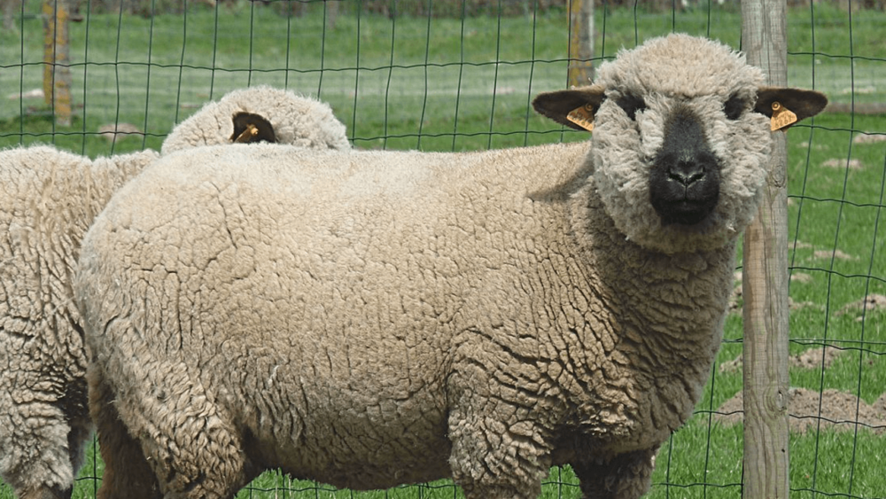 Hamshire Sheep are popular in the USA for meat (1)