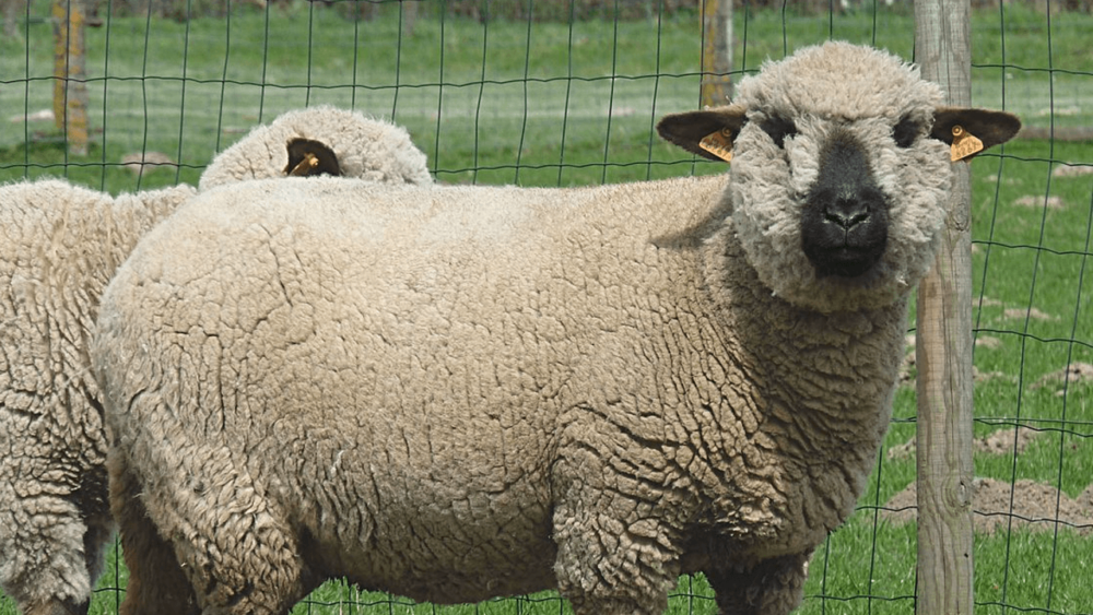 The Best Tasting Sheep Breeds: Meat Sheep Varieties