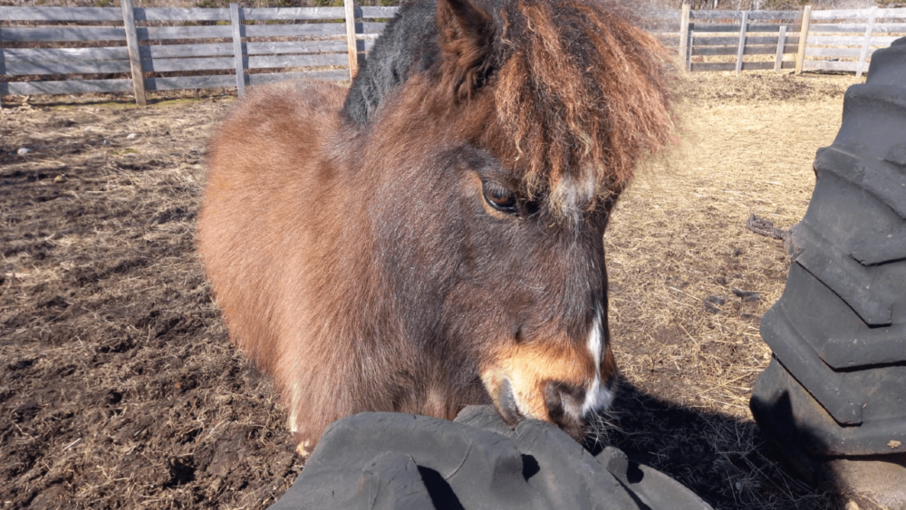 Hiccup our miniature horses nibbling at treats (1)