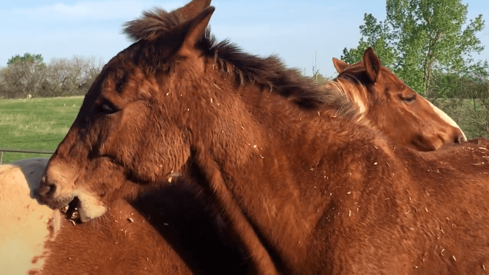 Horses mutually groom eachother for bonding (1)