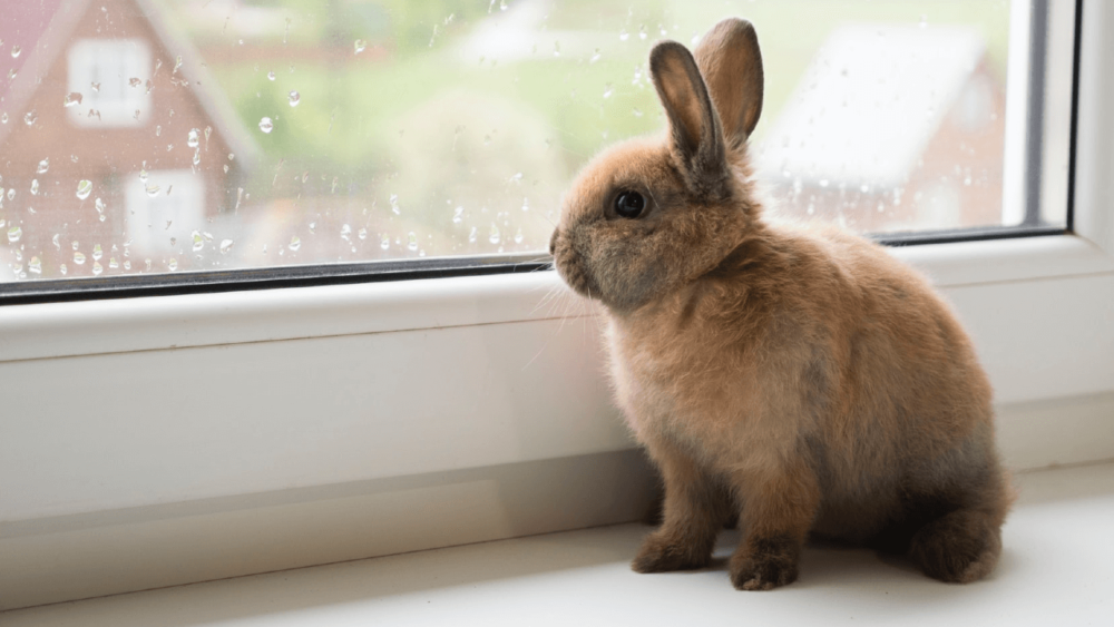 House rabbits can be litter box trained (1)