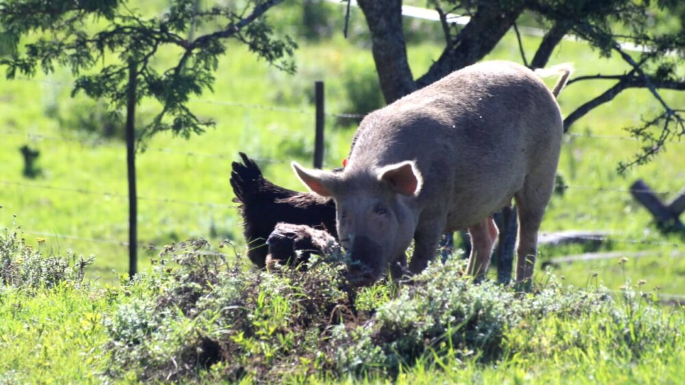 Large, white pigs are more prone to sunburn