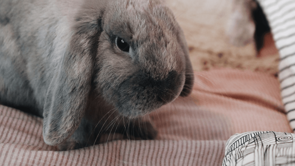 Litter box train rabbits through food rewards (1)