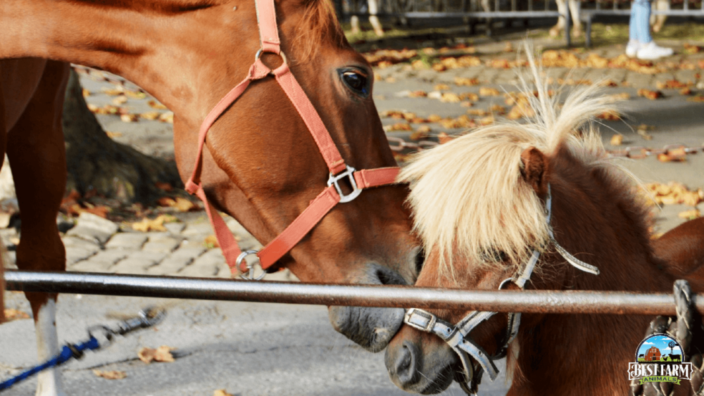 Mares engage in allogrooming to teach mares social skills (1)