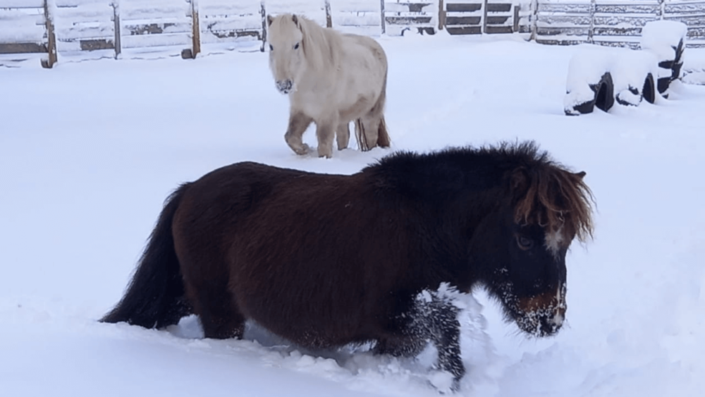 Miniature horses cost about $800 to buy on average (1)