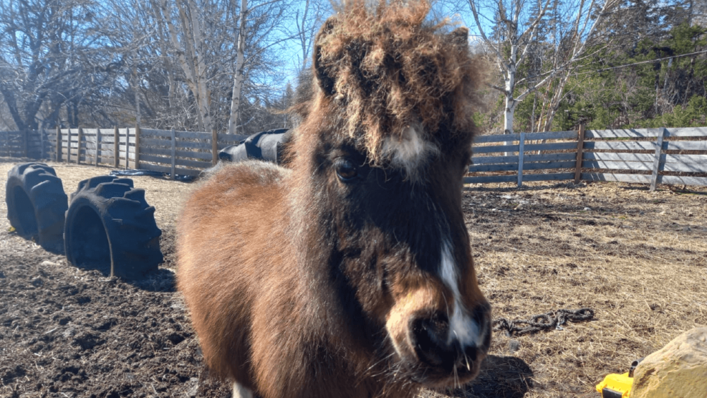 Miniature horses have fun personalities (1)